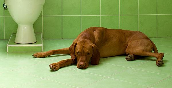 dog-in-bathroom