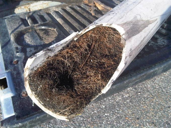 Are Tree Roots Clogging Your Main Sewer Line? | Bonney