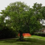 Fruitless Mulberry Tree