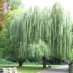 Willow Tree